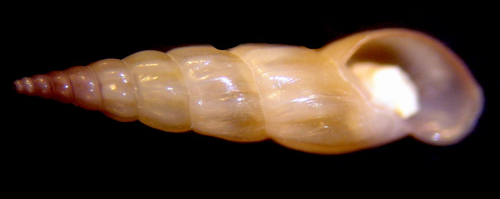 Rissoa auriscalpium???